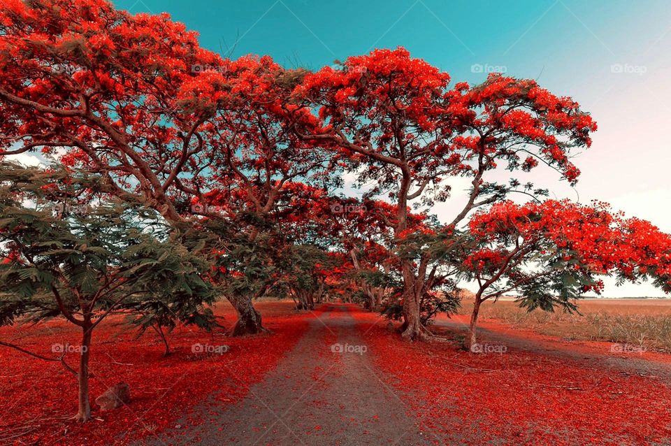 The majestic flamboyant also known as flower of paradise. Flamboyants usually put on their red coat on for the summer season.!