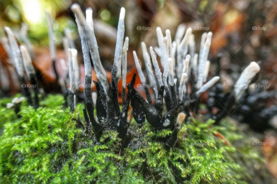 Strange mushrooms