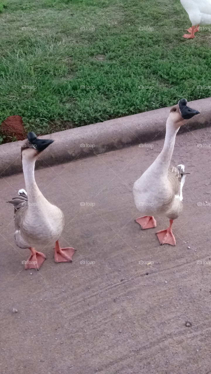 Friendly geese