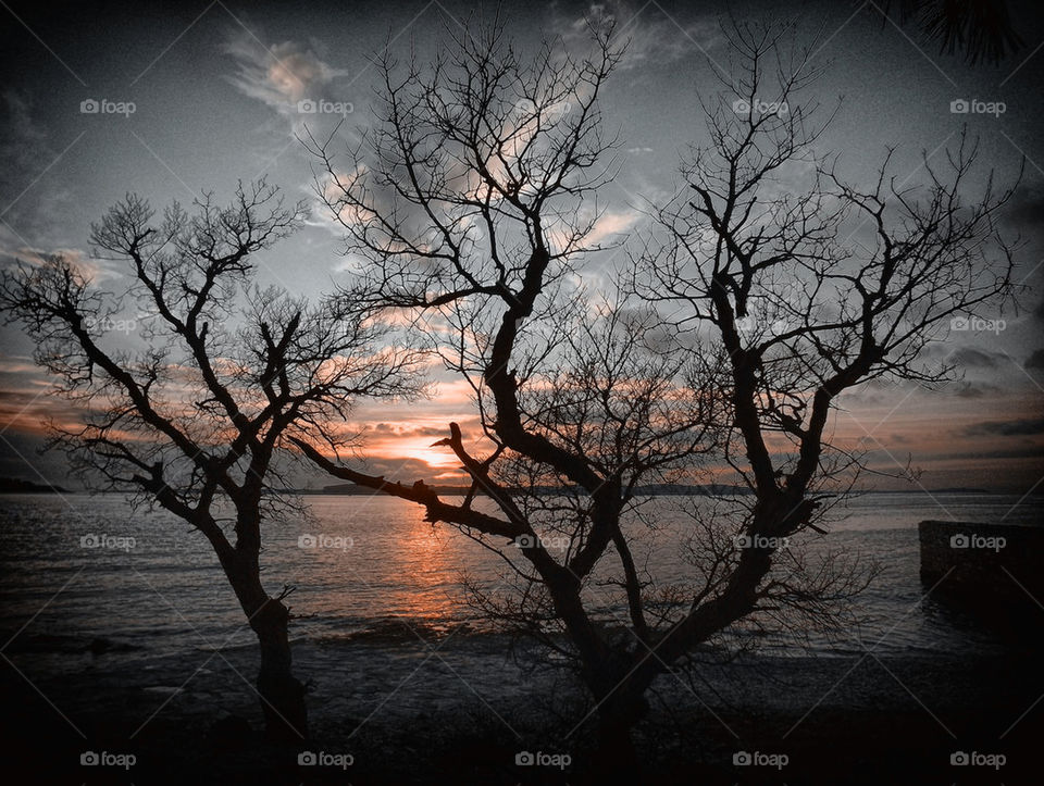 Silhouette bare tree on coastline