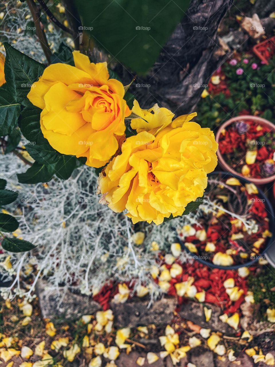 Branch with blooming yellow flowers close up. Roses