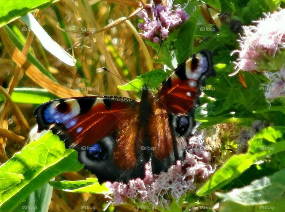 Peacock butterfly