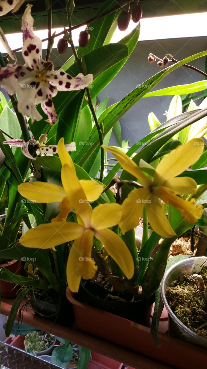 Beautiful Blooming Yellow Orchid Plant
