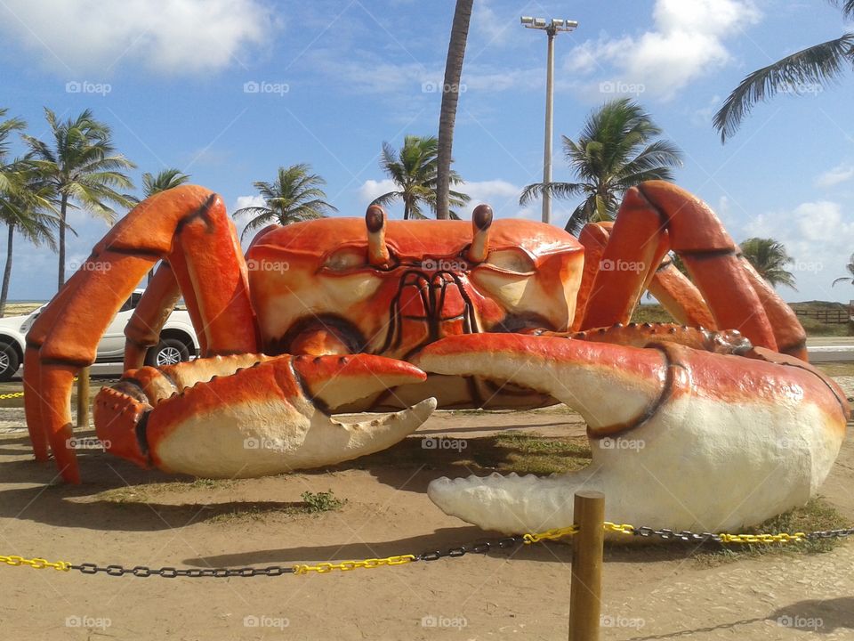 a big crab