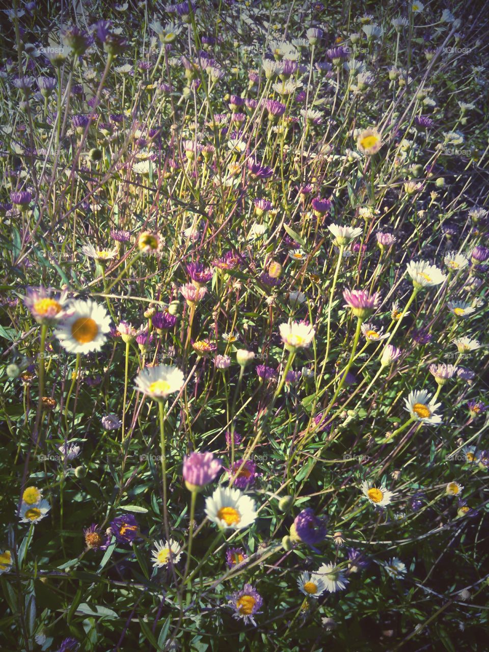 Wild flowers. colorful wild flowers