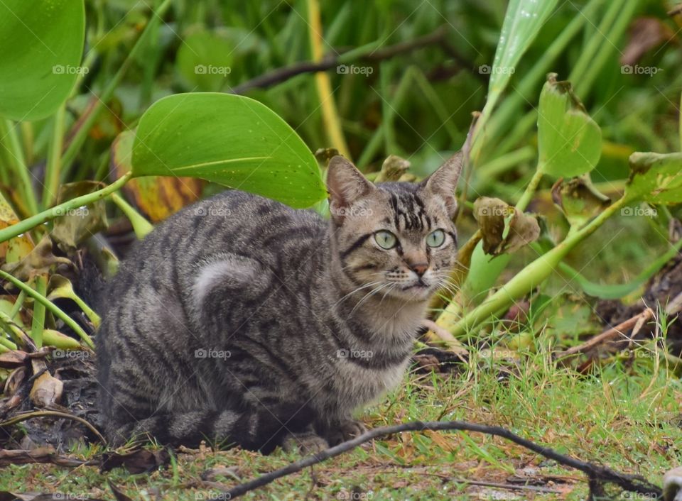 cat