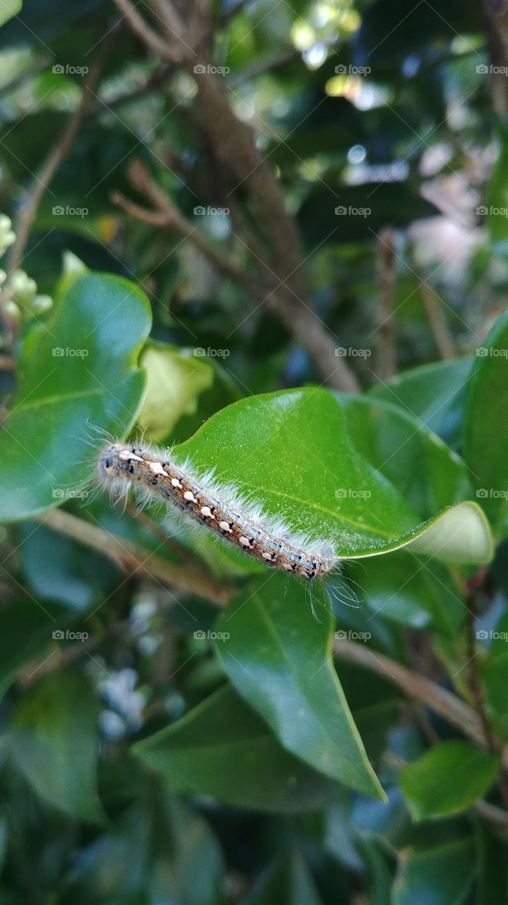 Caterpillar clinging on the edge of some leaves
