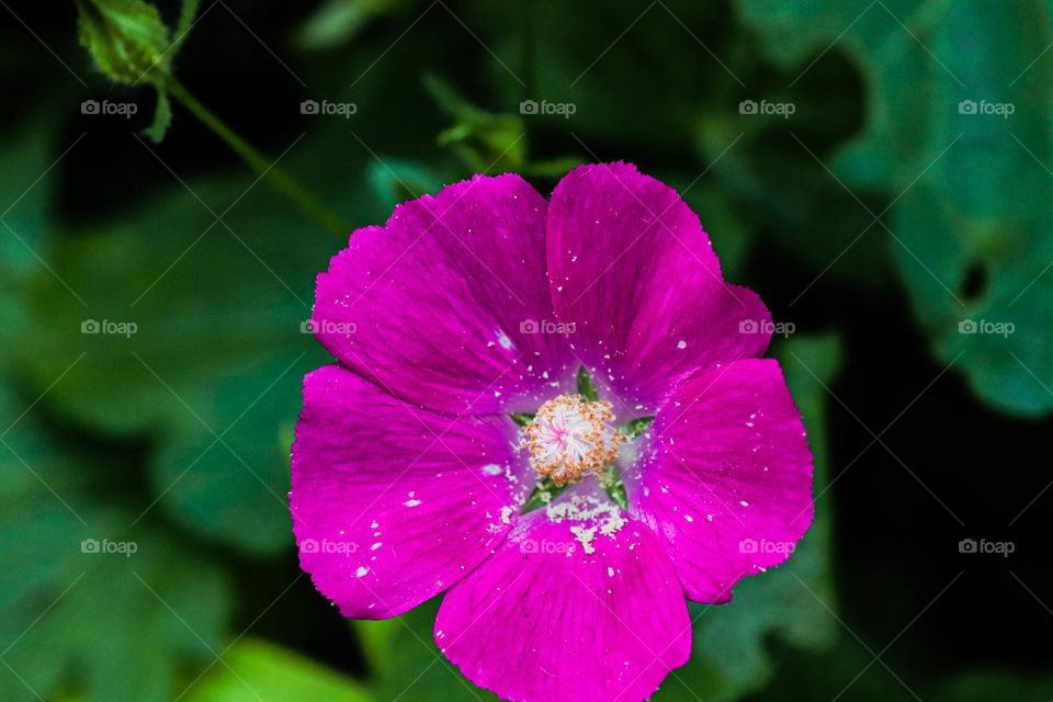 little pink flower
