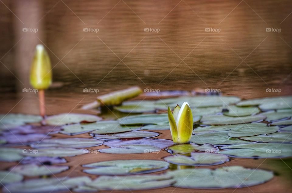Closed Lily pad on a pond 