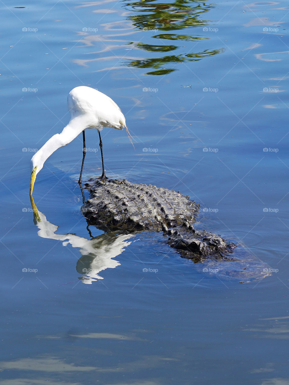 Orlando,FL - Egret standing on alligator
