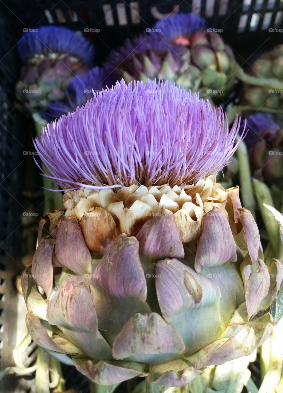 Artichoke flower