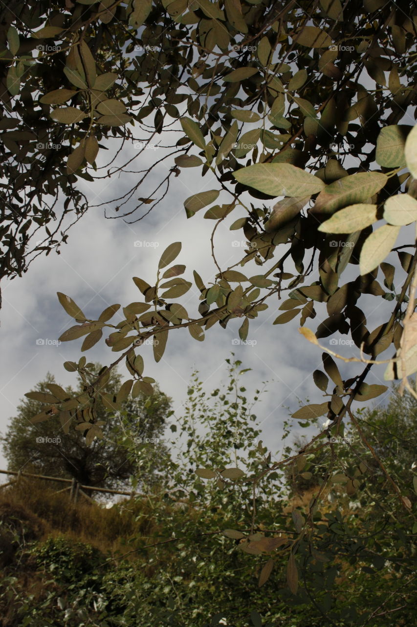 Between the branches of the trees I have put my camera to capture this beautiful focus.