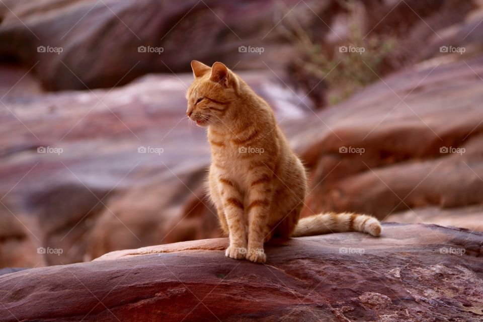 Cat sitting on the rock