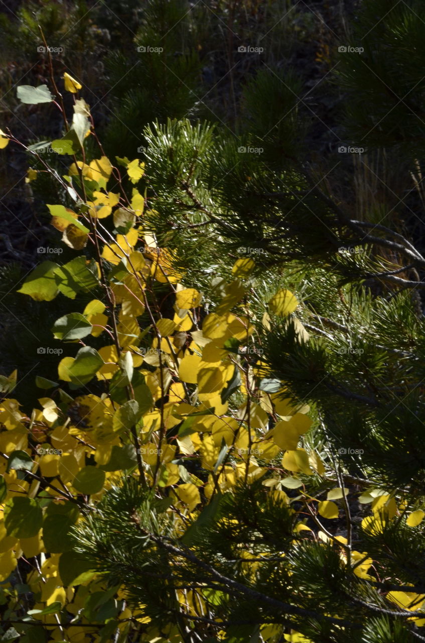 Sparkle Through The Pine