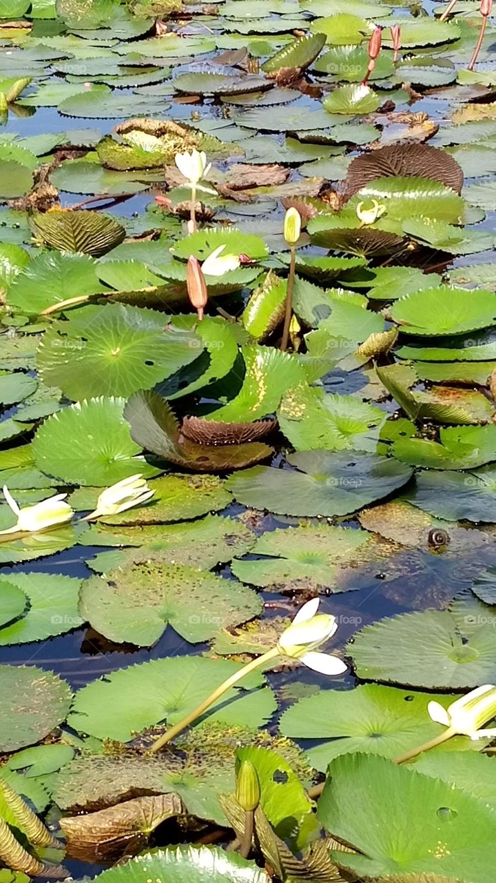 lotus pond