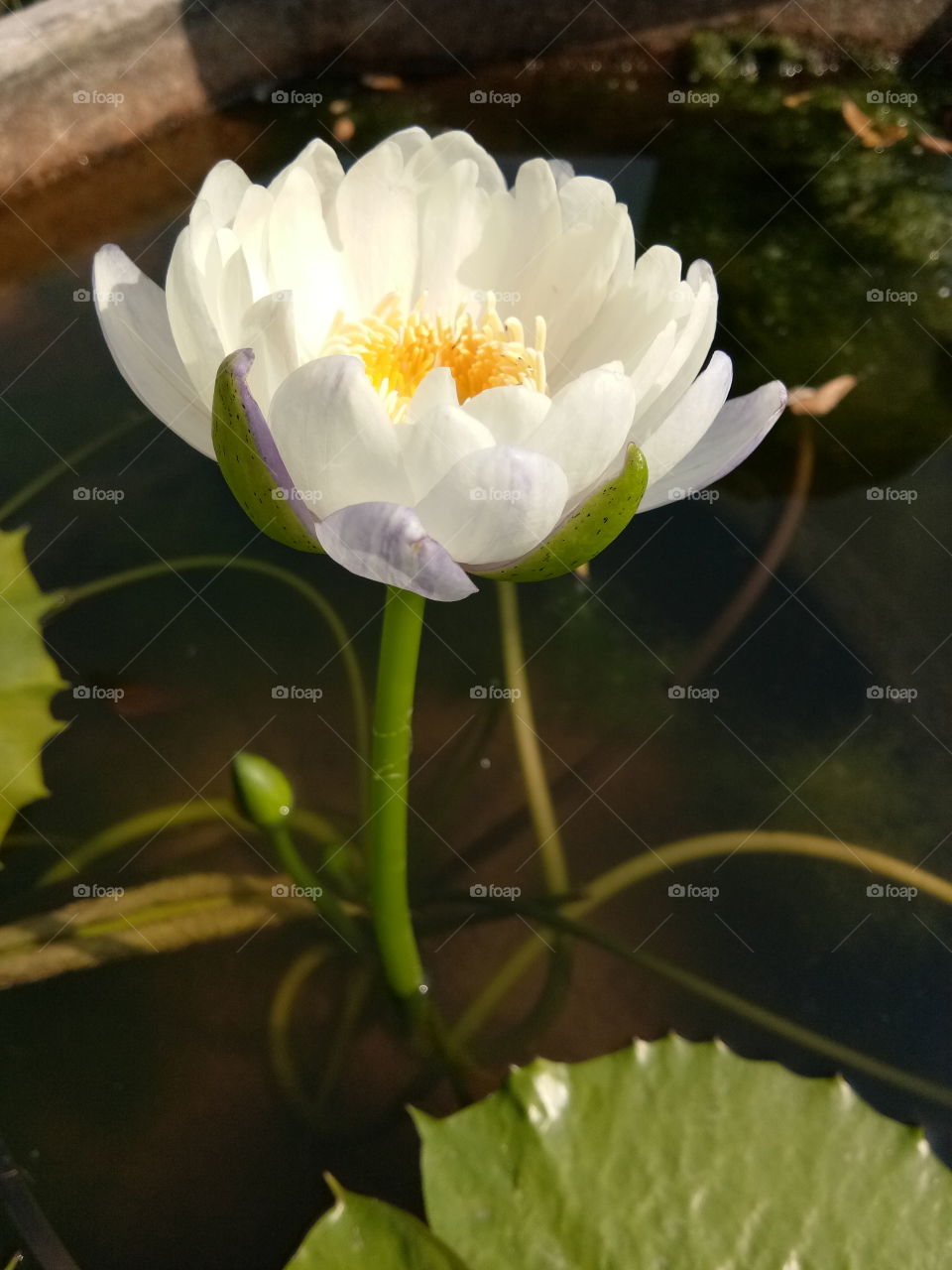 lotus
tree
beautiful 
flower
flora
lily
green
nature
thailand