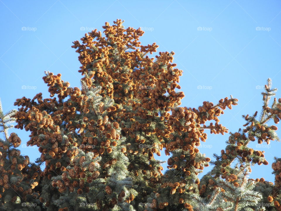 the harvest of cones on the tree