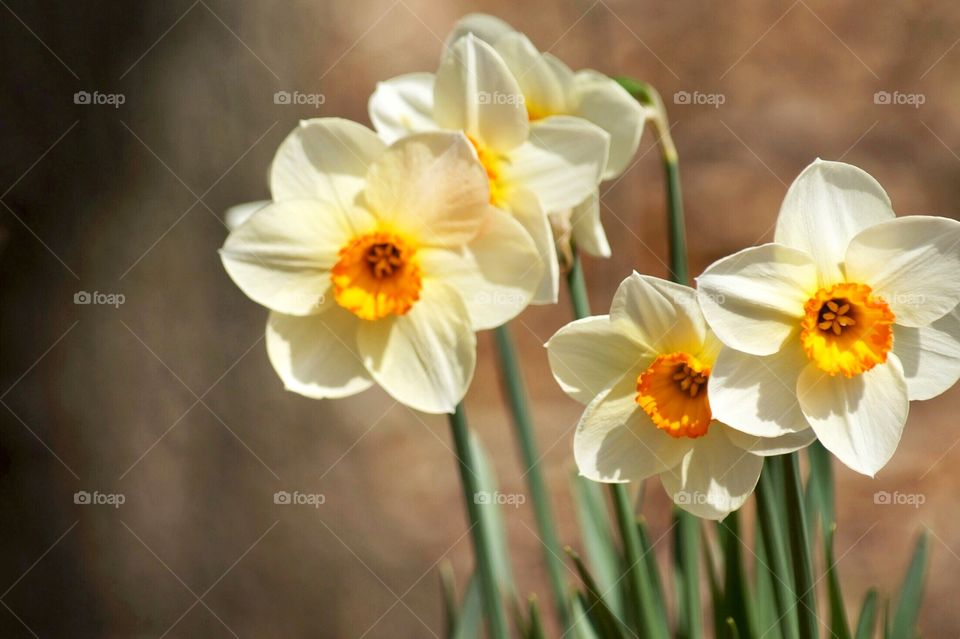Daffodils
