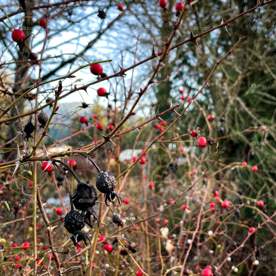 Red Berries Turned Black 