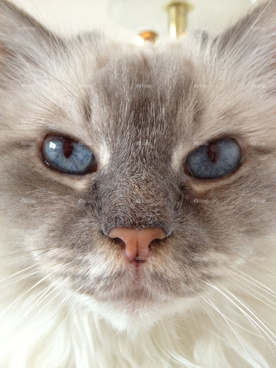 sweet cat pet blue by geekz