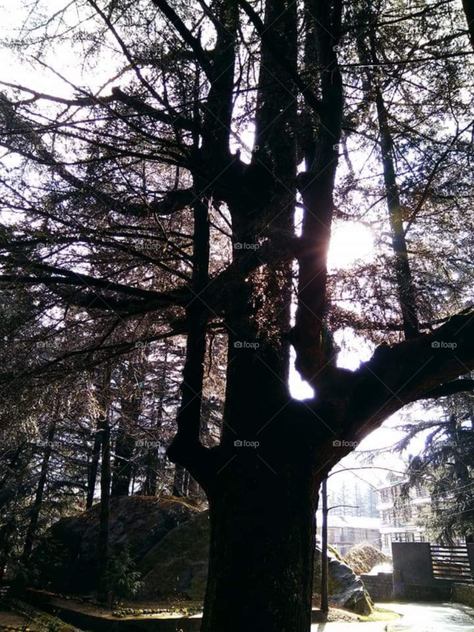 the trees with the branches Green Leaves very big trees having in between the sun rays falling on the ground on the three seas looks very very beautiful cold Himachal Pradesh