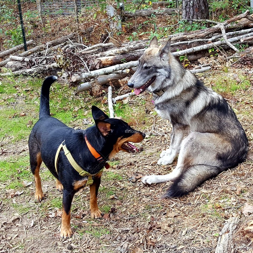 Koda the wolf and Fyo the kelpie