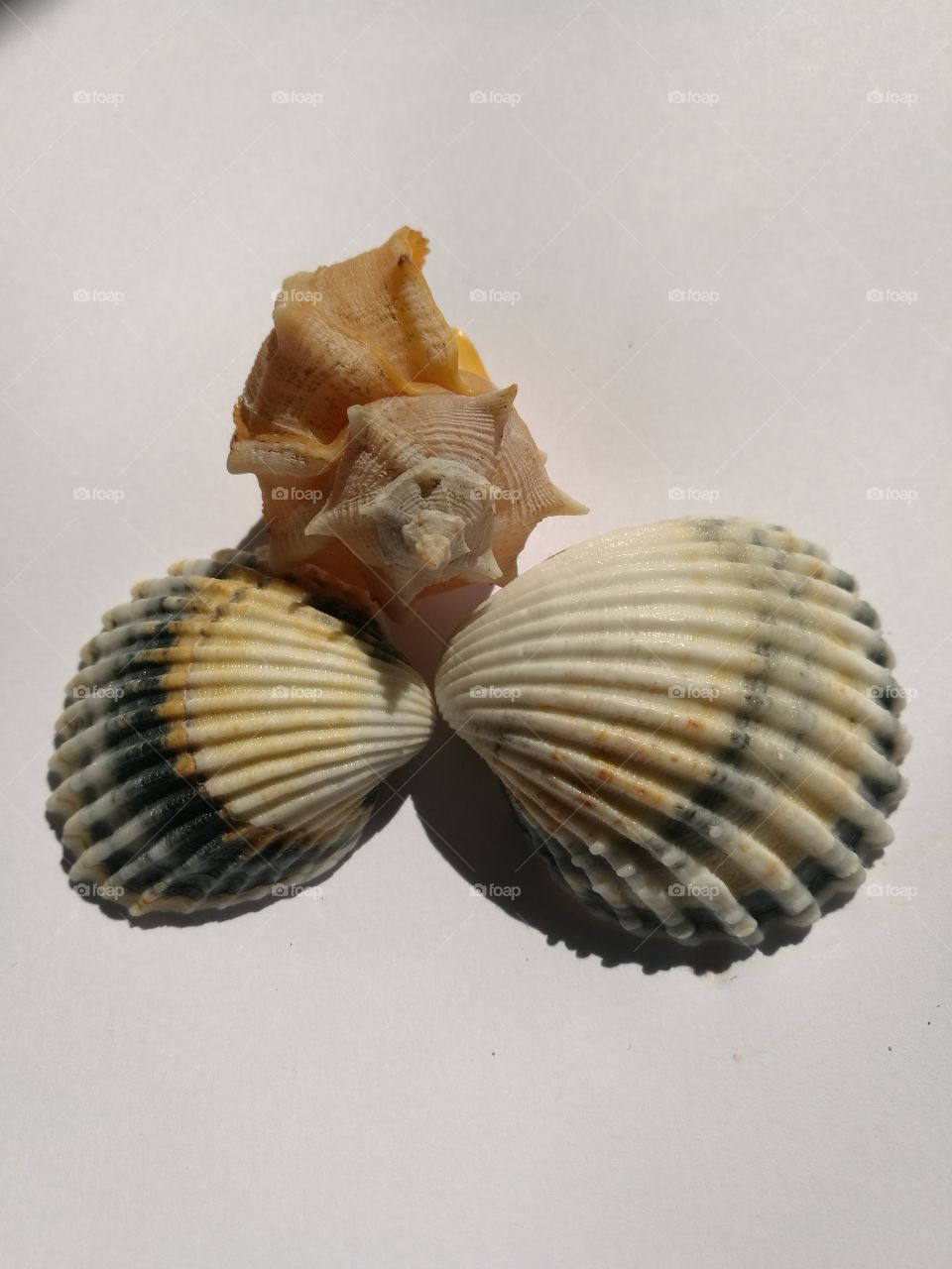 Shell