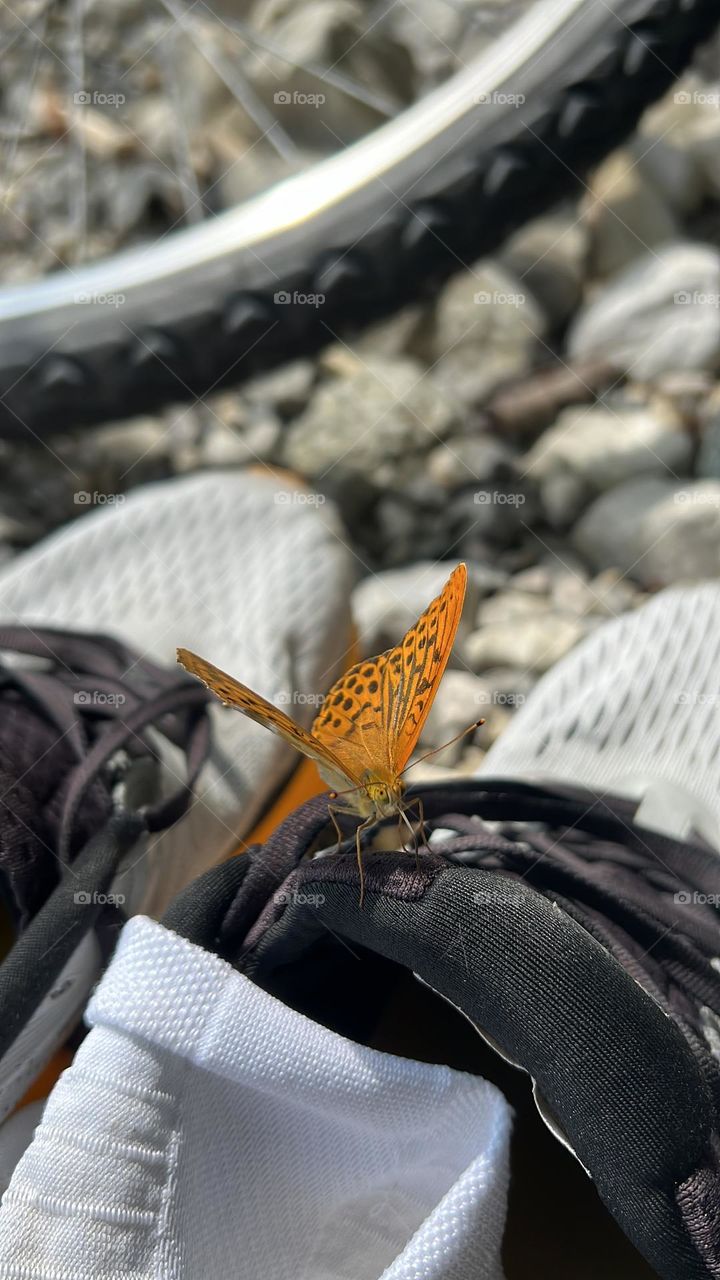Butterfly resting on a sneaker with a bicycle in the background
