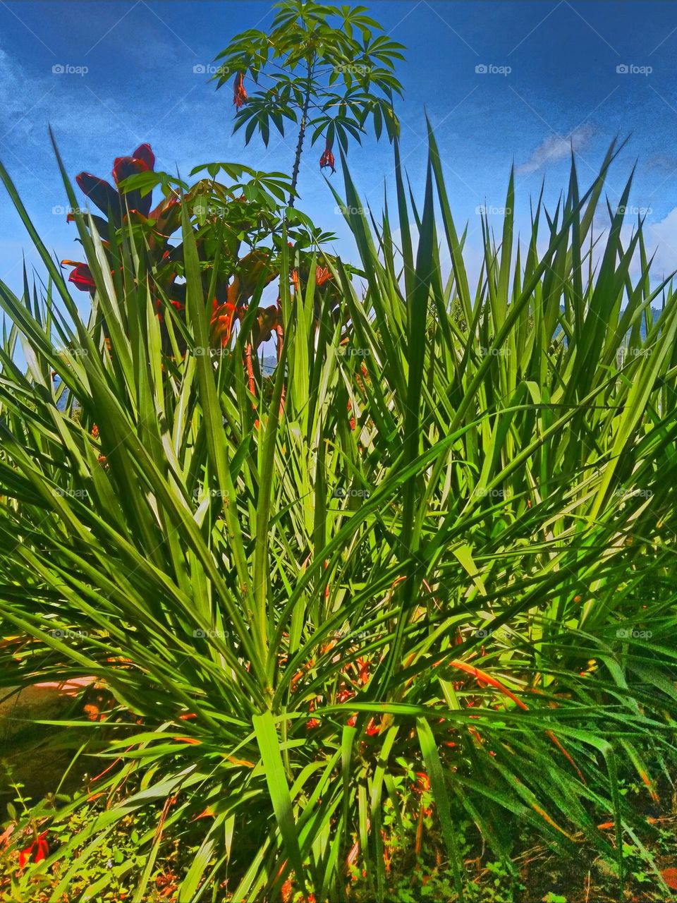 Pennisetum purpureum grasses, which is known as feed for livestock, horses, buffaloes, goats, cows etc - Captured on March 21st, 2023 - Rantepao, north Toraja regency, Indonesia.