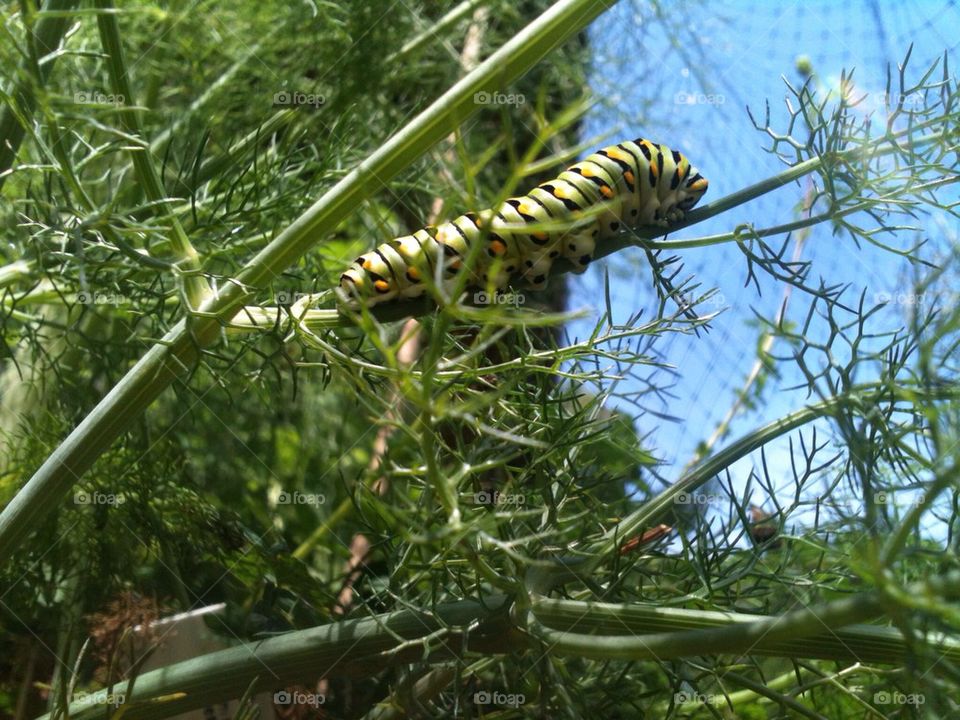 Texas garden Black Swallowtail caterpillar