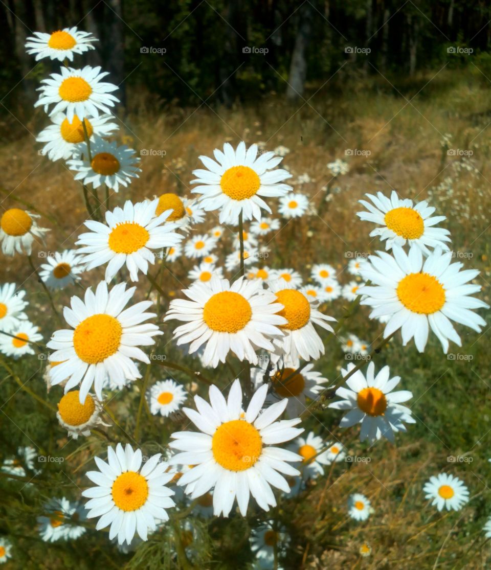 Flower, Nature, Flora, Summer, Field