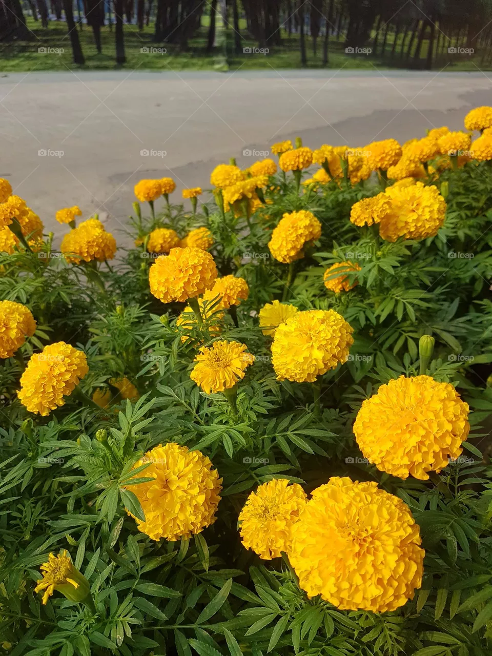 marigold