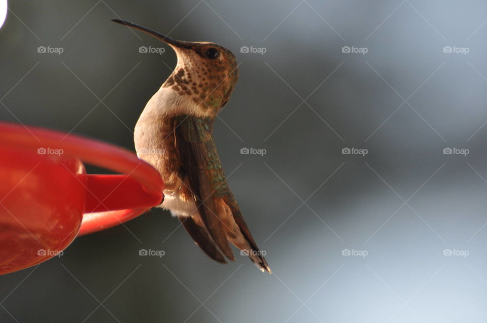 Beautiful hummingbird