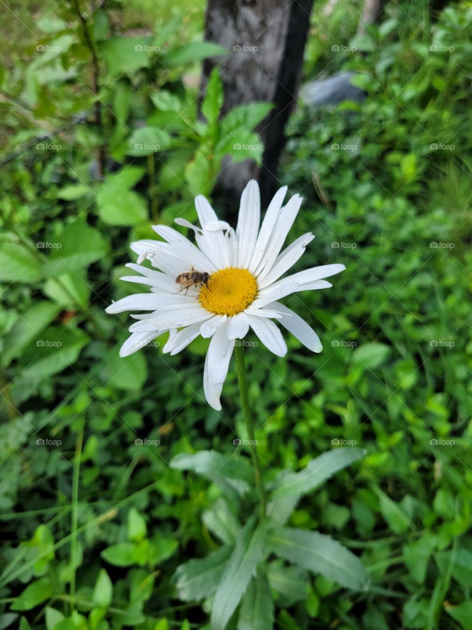 la flor blanca