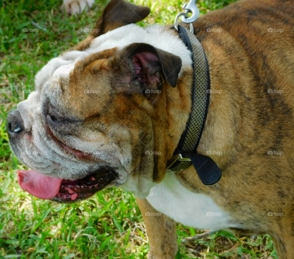 The English Bulldog is proof God has a sense of humor! 