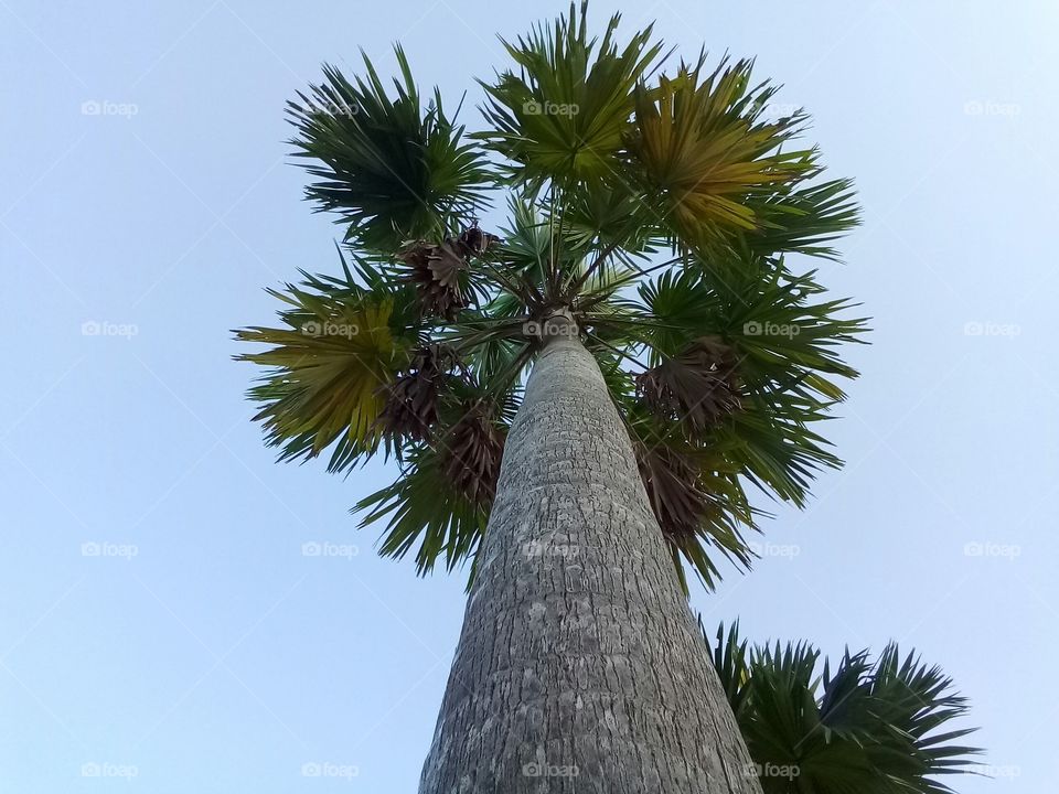 palm & sky