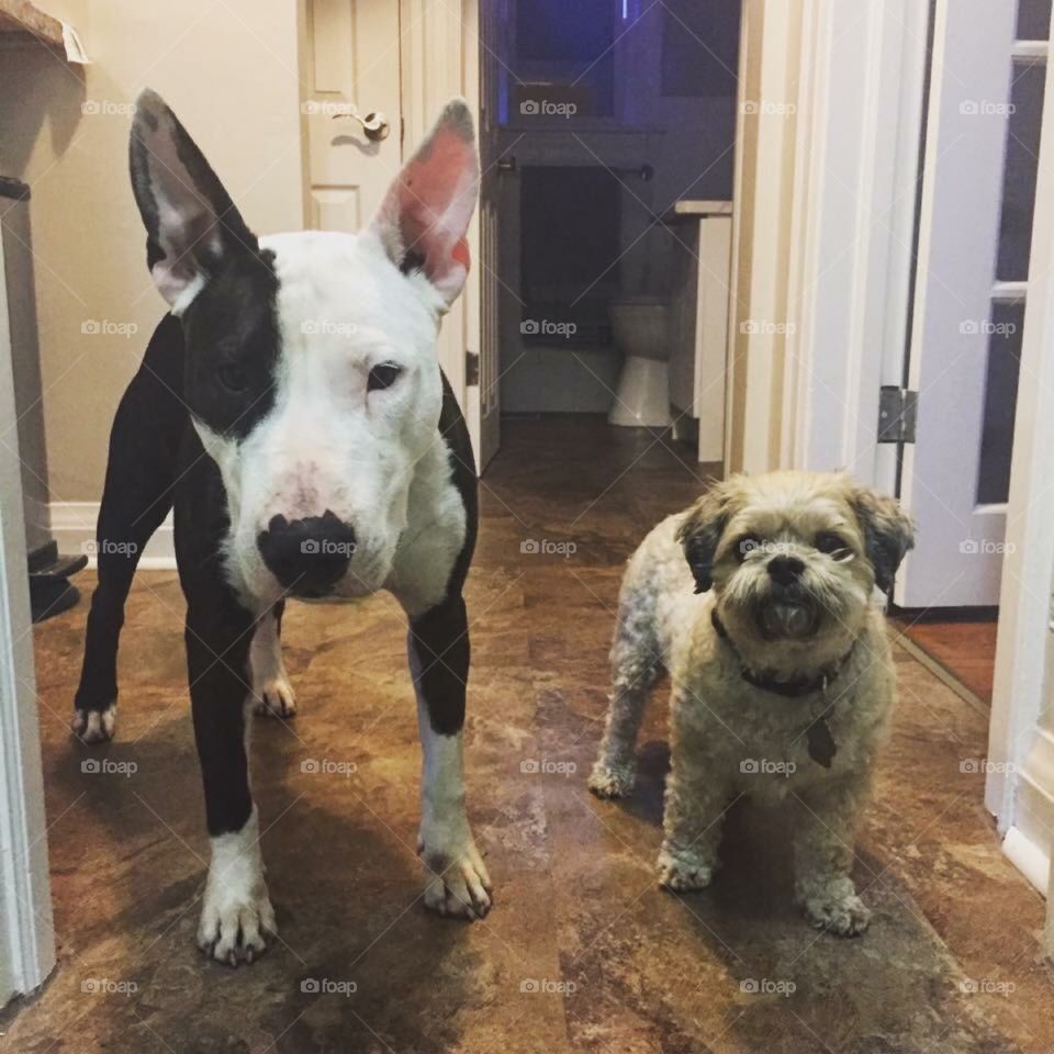 Two dogs standing inside