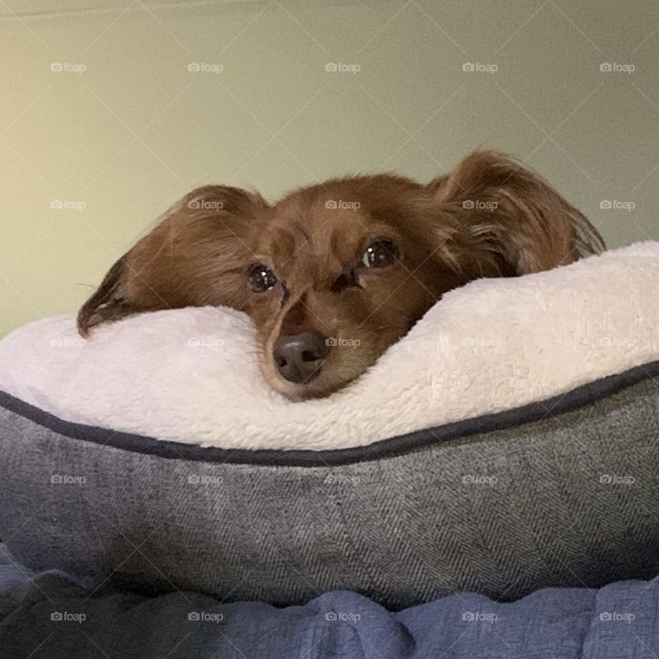 Charlie best dog ever! ❤️