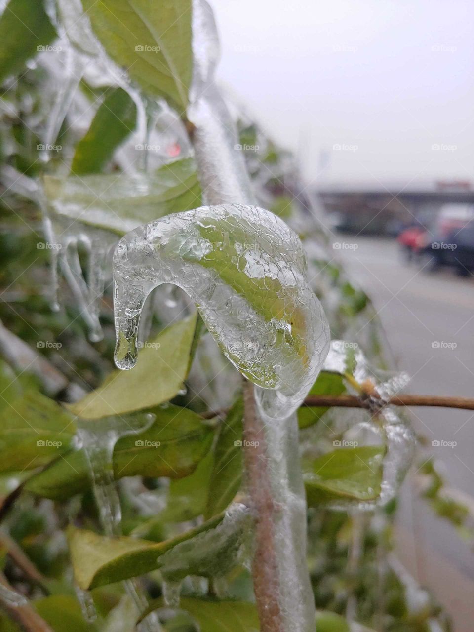 Green and cold next to the highway, each spring leaf is encased with a spider-web of ice. Spring is near, and this particular beauty is fleeting.