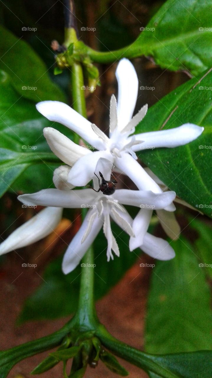 coffee flowers