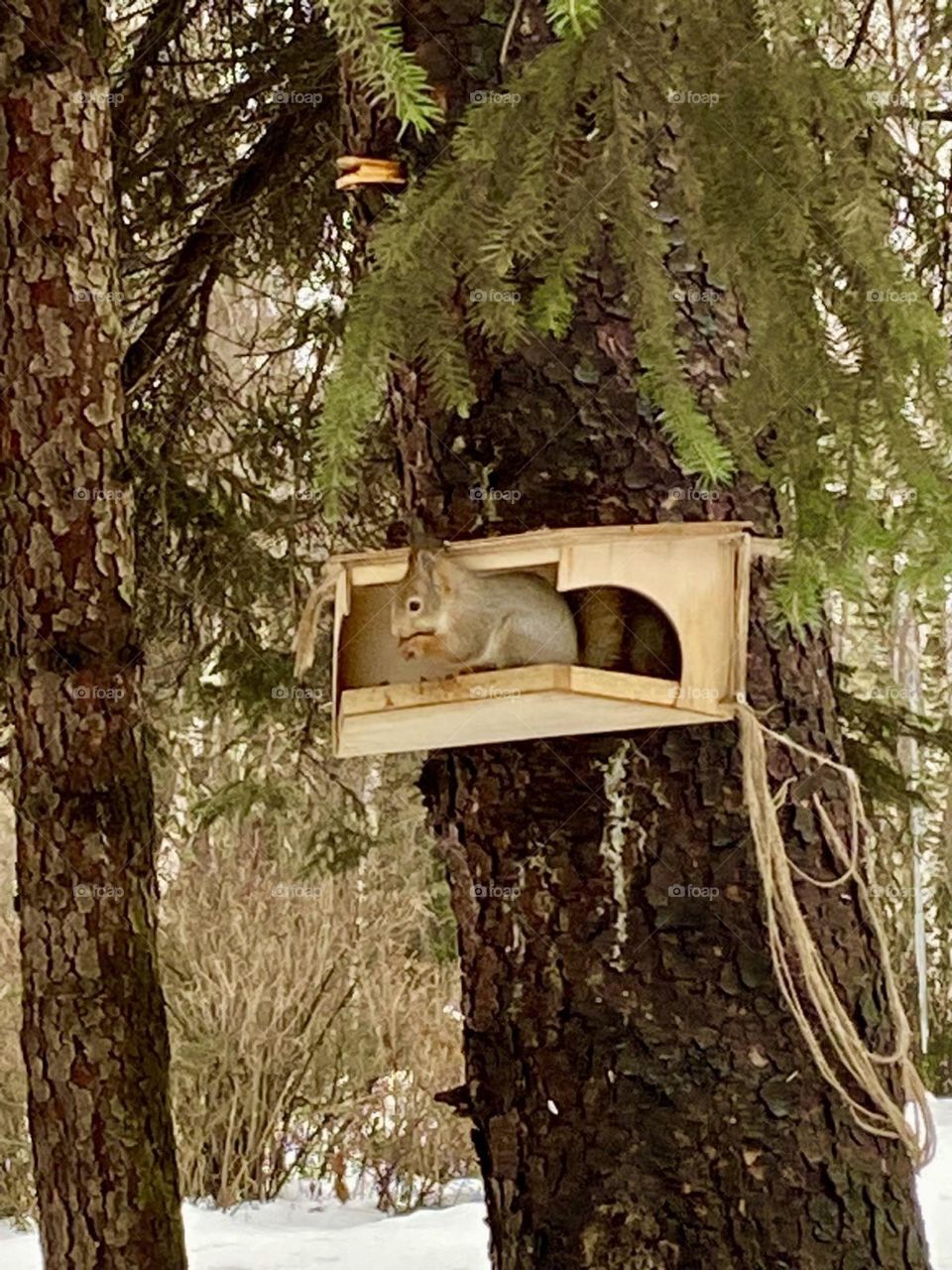 squirrel eats a nut in a winter park