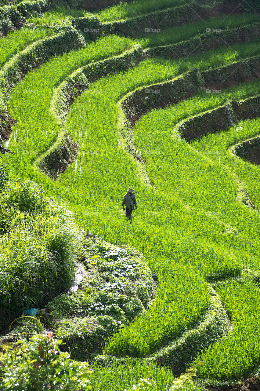 Farmer walking through terraced rice field