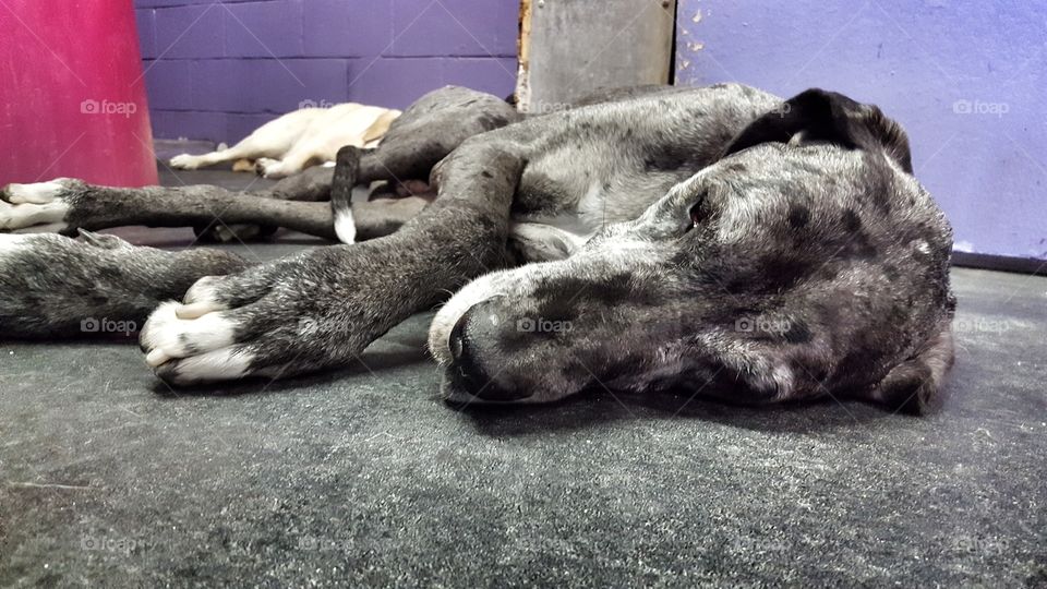 Great Dane's Done
