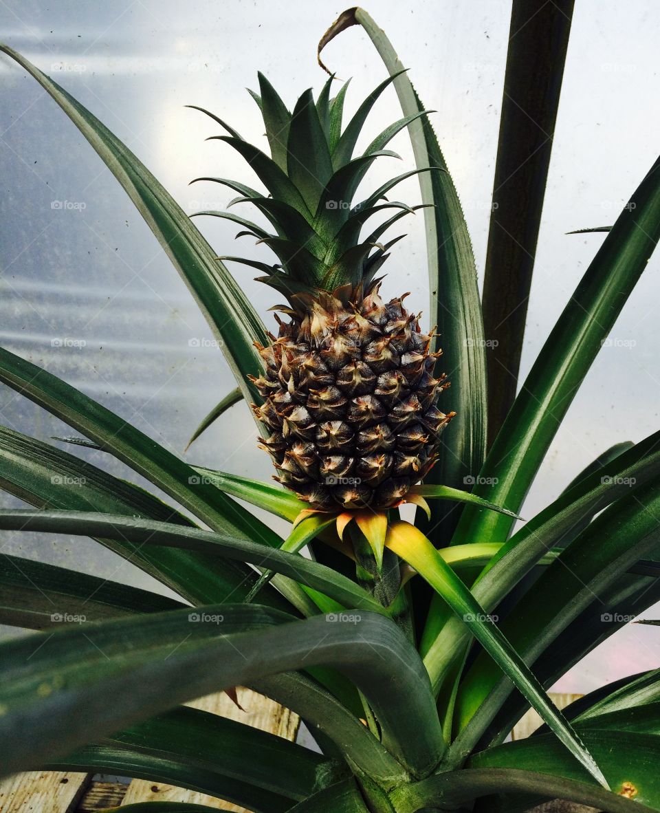 Mini Pineapple 