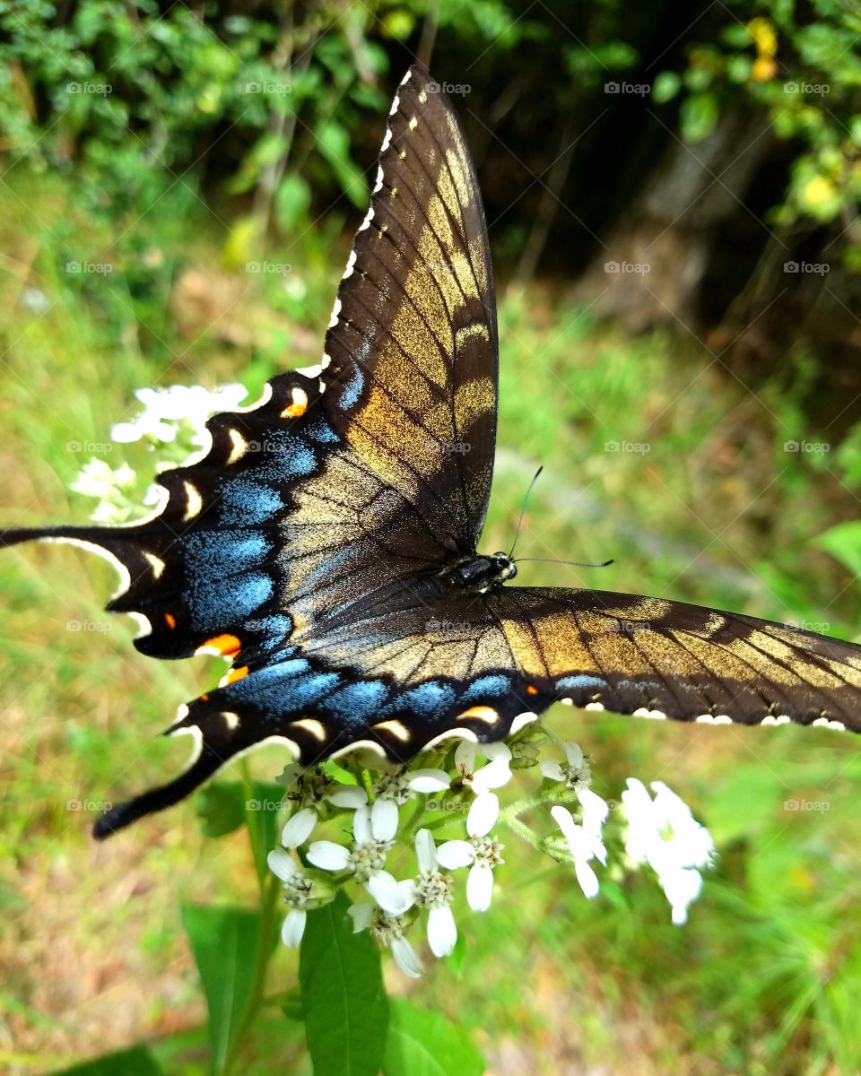 Butterfly, Nature, Insect, Wing, Wildlife