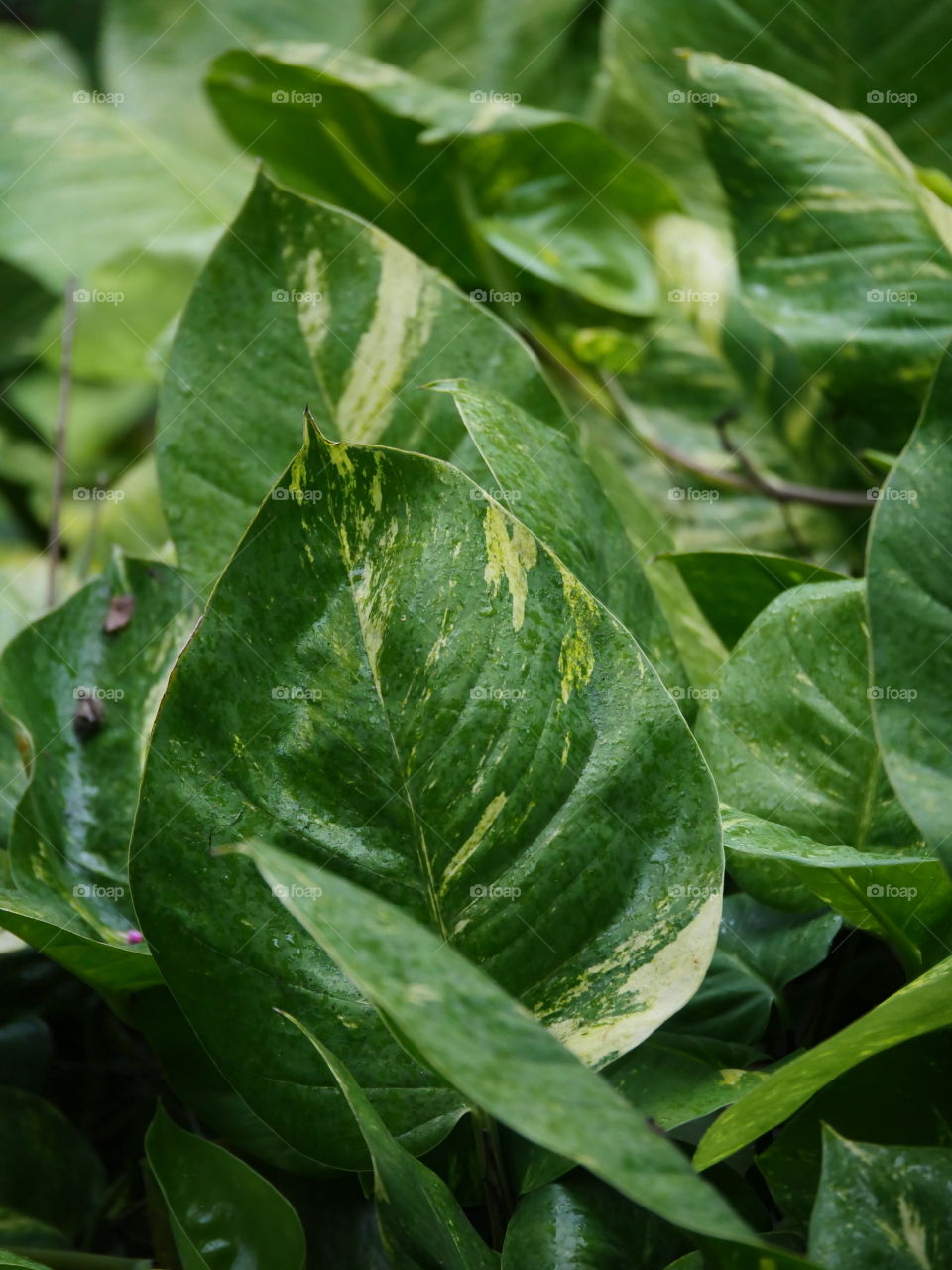 Green leafs in the Hawaiian tropical forest
