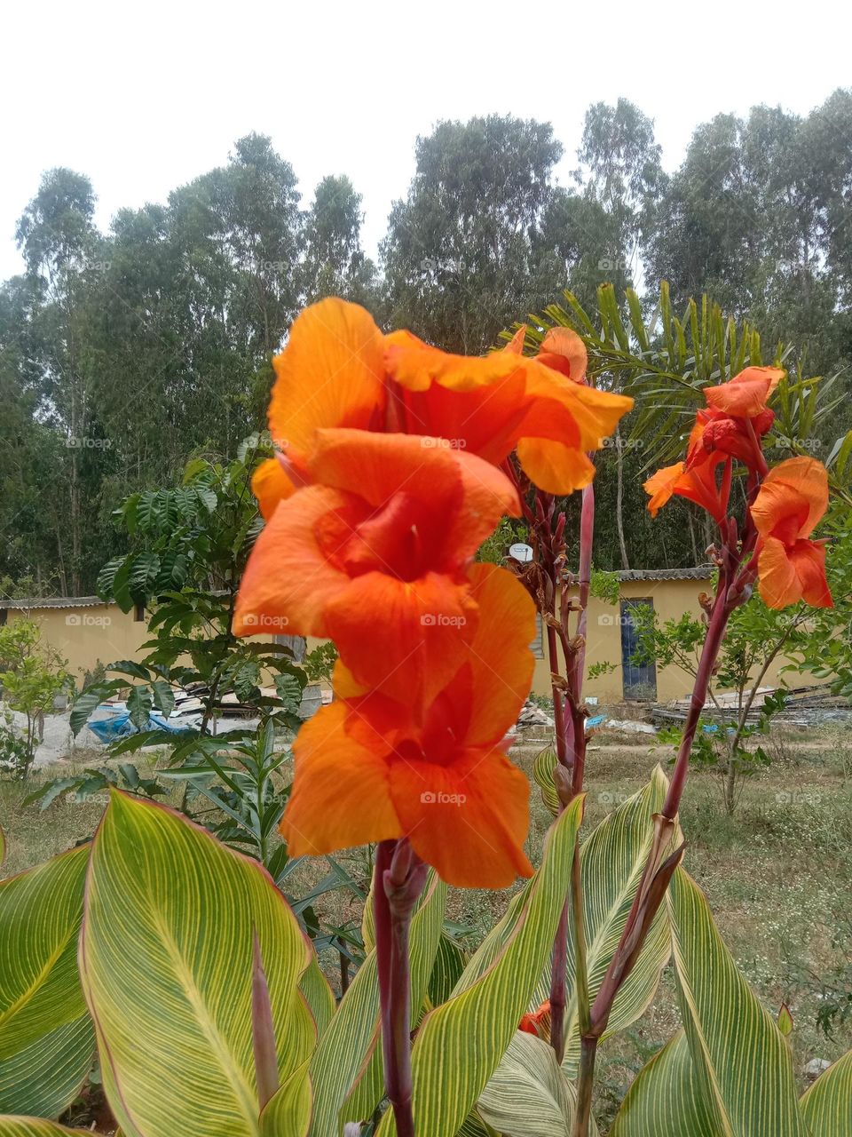 orange blooms 🌸❤️