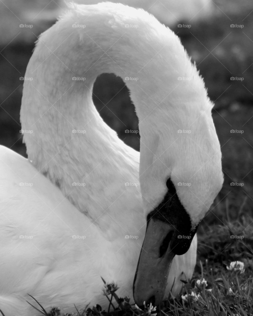 Swan 2 of 3