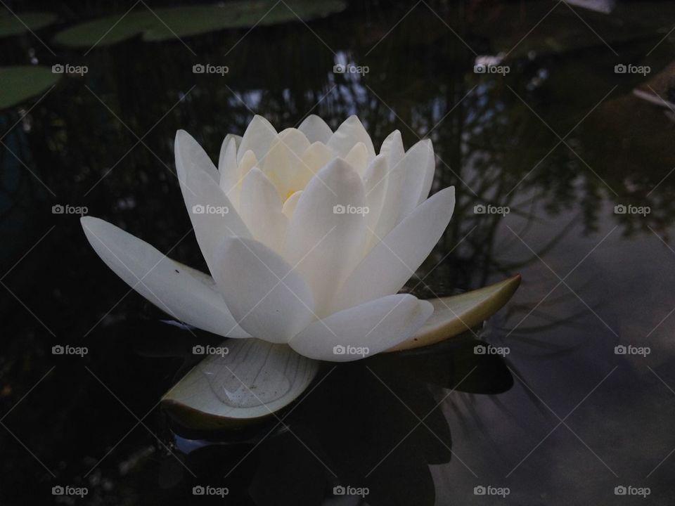 Water lily