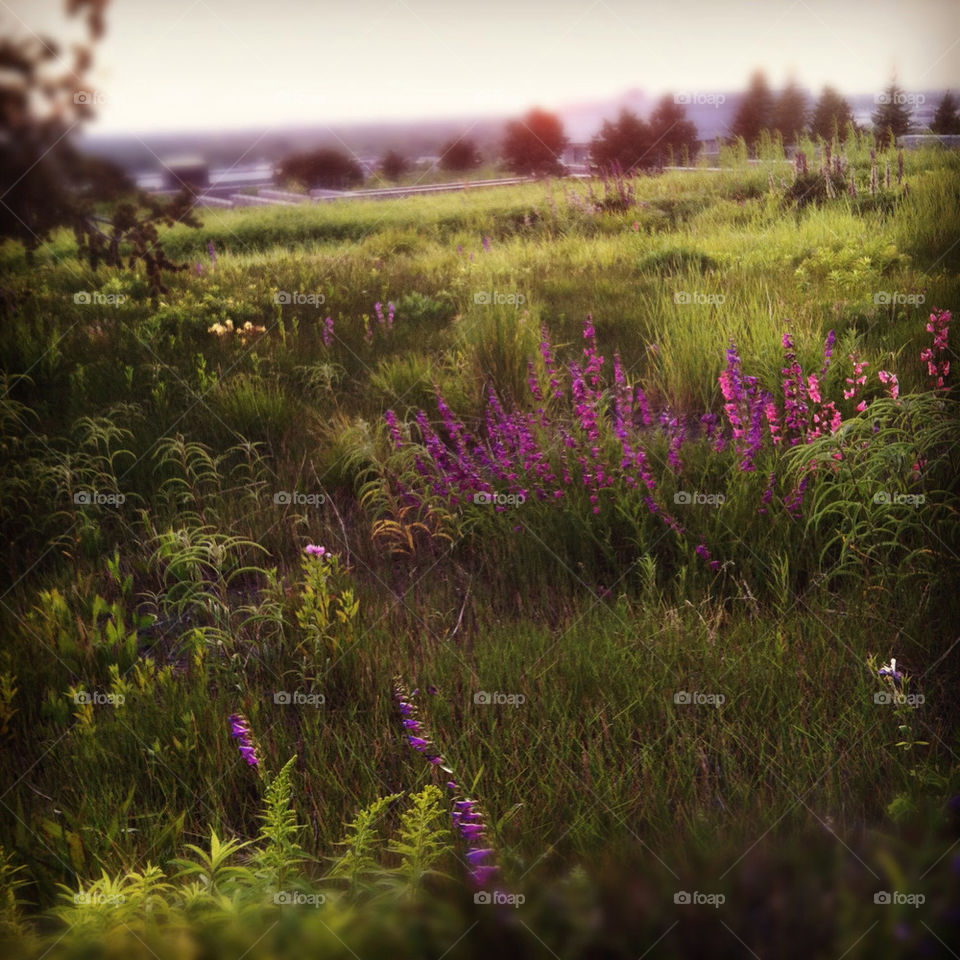 landscape flowers meadow summer by comstock